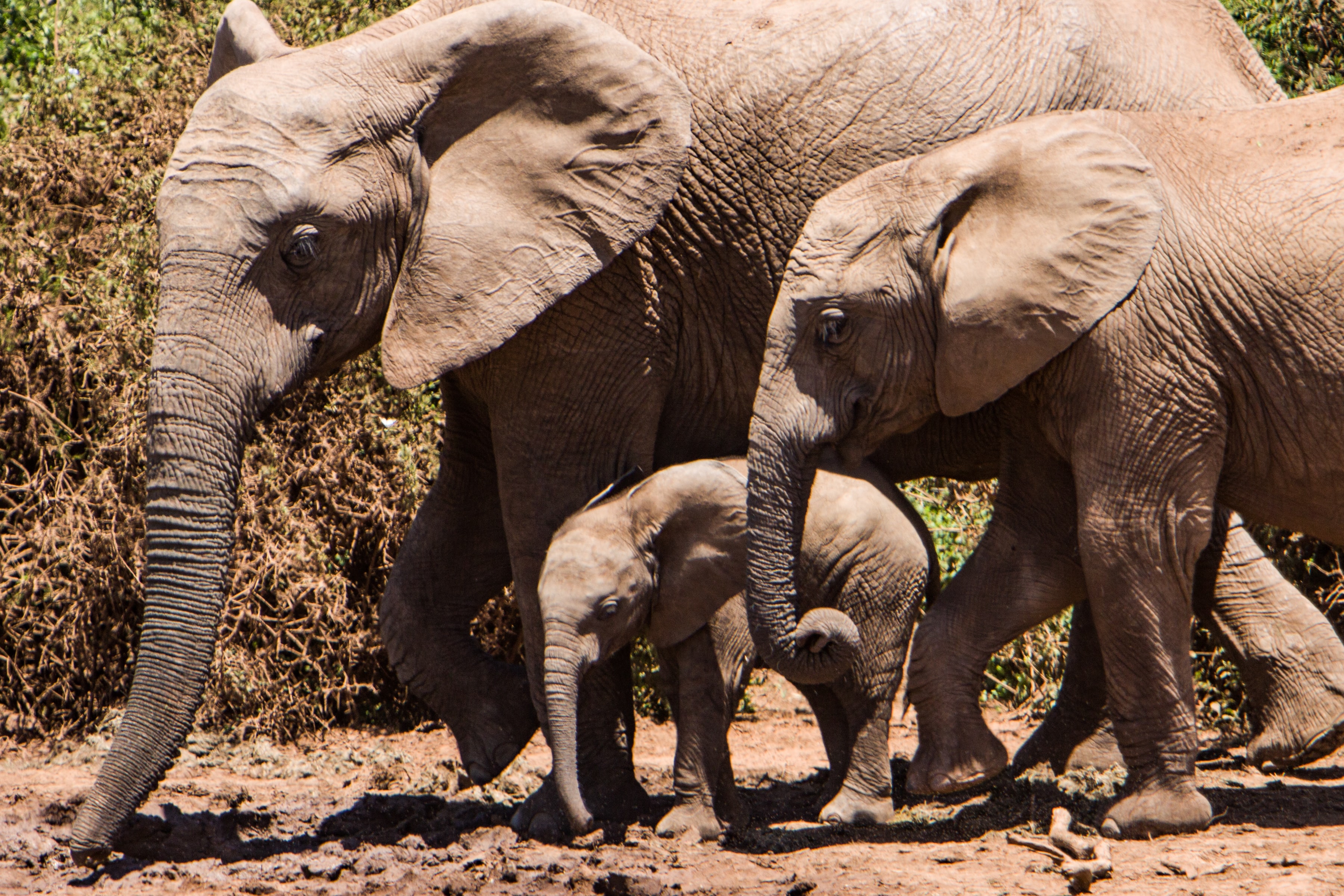 Elephants